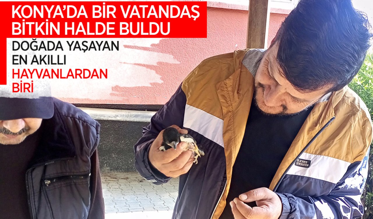 Konya’da bir vatandaş bitkin halde buldu! Doğada yaşayan en akıllı hayvanlardan biri