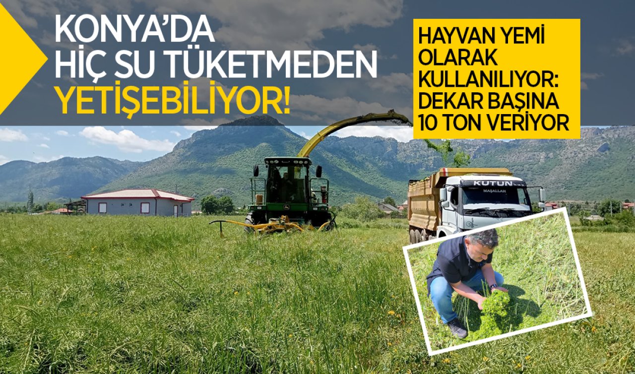 Konya’da hiç su tüketmeden yetişebiliyor! Hayvan yemi olarak kullanılıyor: Dekar başına 10 ton veriyor