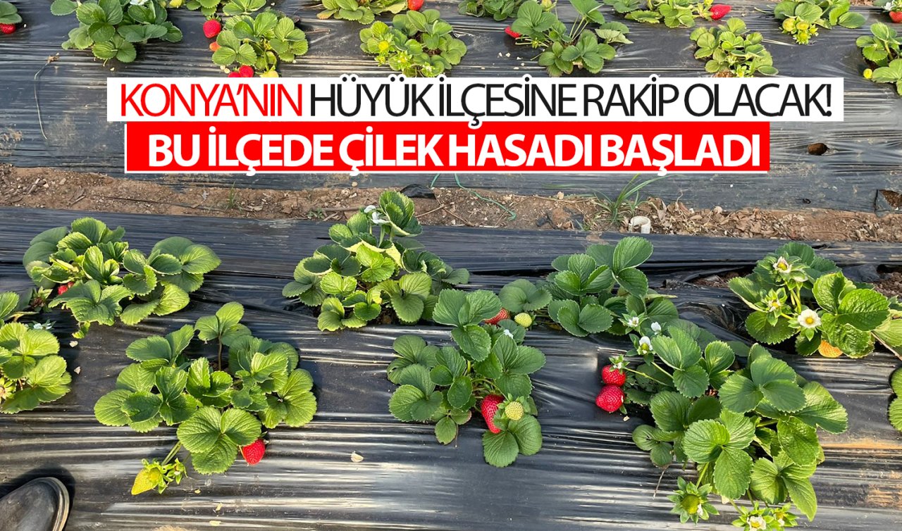 Konya’nın Hüyük ilçesine rakip olacak! Bu ilçede çilek hasadı başladı  