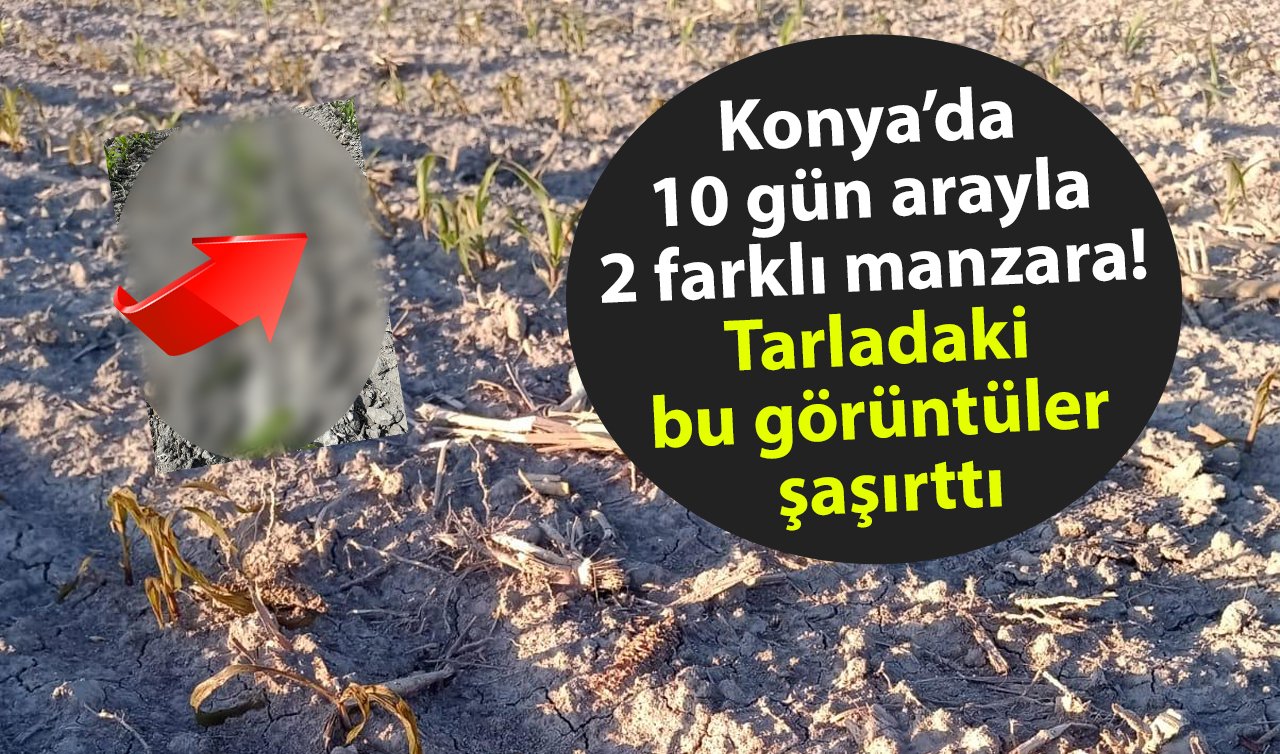  Konya’da 10 gün arayla 2 farklı manzara! Tarladaki bu görüntüler şaşırttı