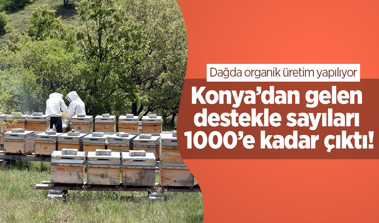 Konya’dan gelen destekle sayıları 1000’e kadar çıktı! Dağda organik üretim yapılıyor