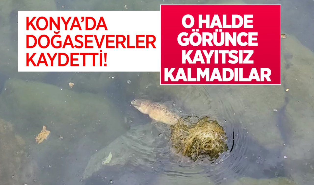 Konya’da doğaseverler kaydetti! O halde görünce kayıtsız kalamadılar