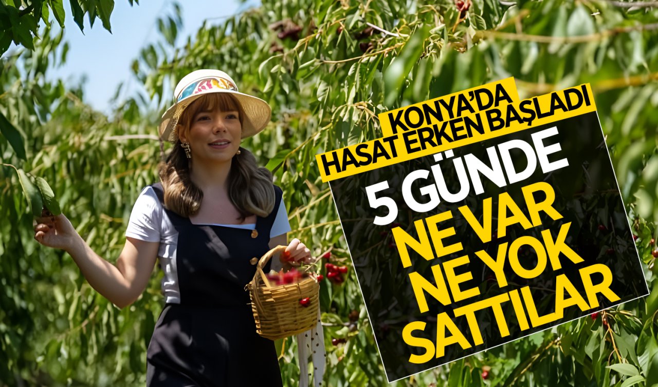 Konya’da hasat erken başladı! 5 günde ne var ne yok sattılar