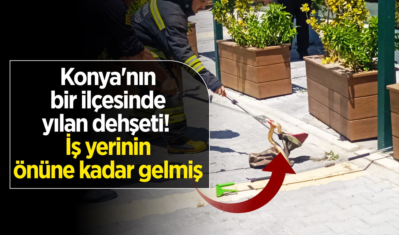 Konya’nın bir ilçesinde yılan dehşeti!  İş yerinin önüne kadar gelmiş 