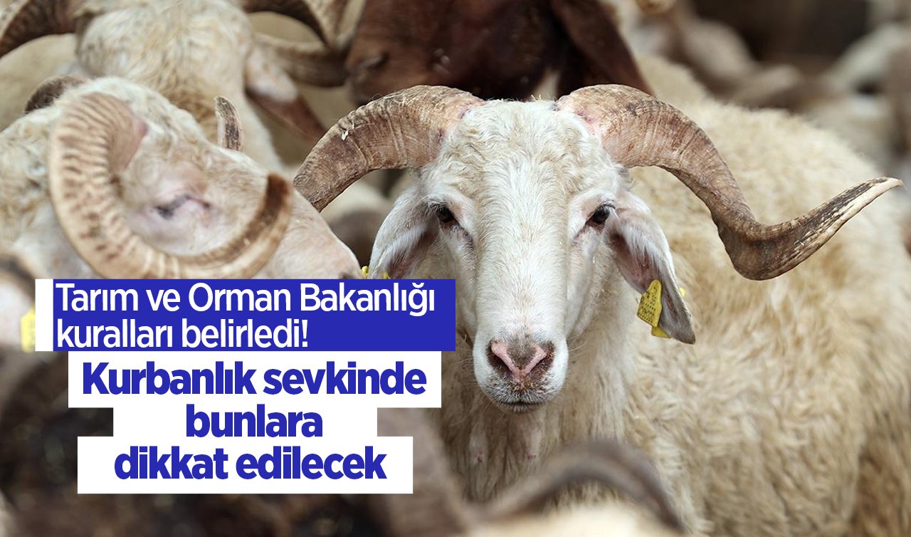 Tarım ve Orman Bakanlığı kuralları belirledi!  Kurbanlık sevkinde bunlara dikkat edilecek  