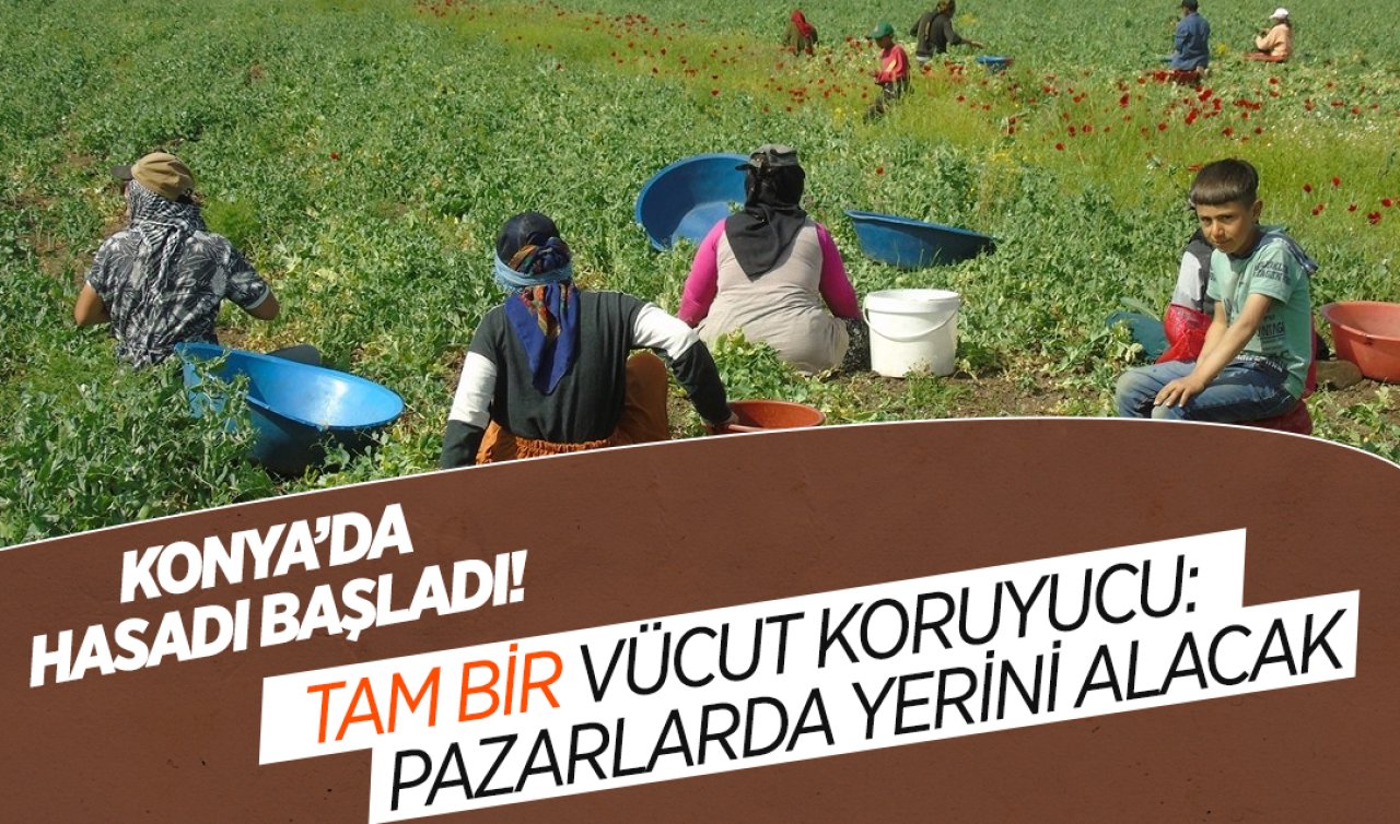 Konya’da hasadı başladı! Tam bir vücut koruyucu: Pazarlarda yerini alacak