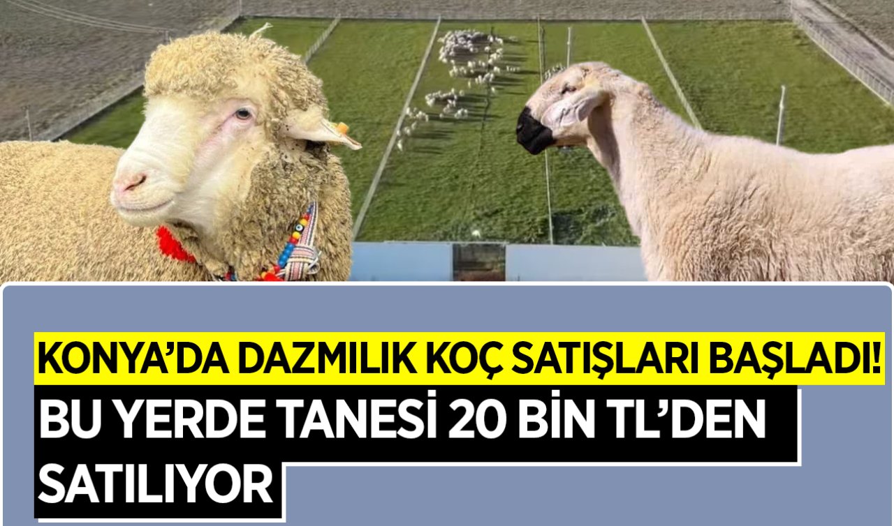 Konya’da damızlık koç satışları başladı! En iyi koyun ırkları arasındalar; tanesi 20 bin TL’den satılıyor