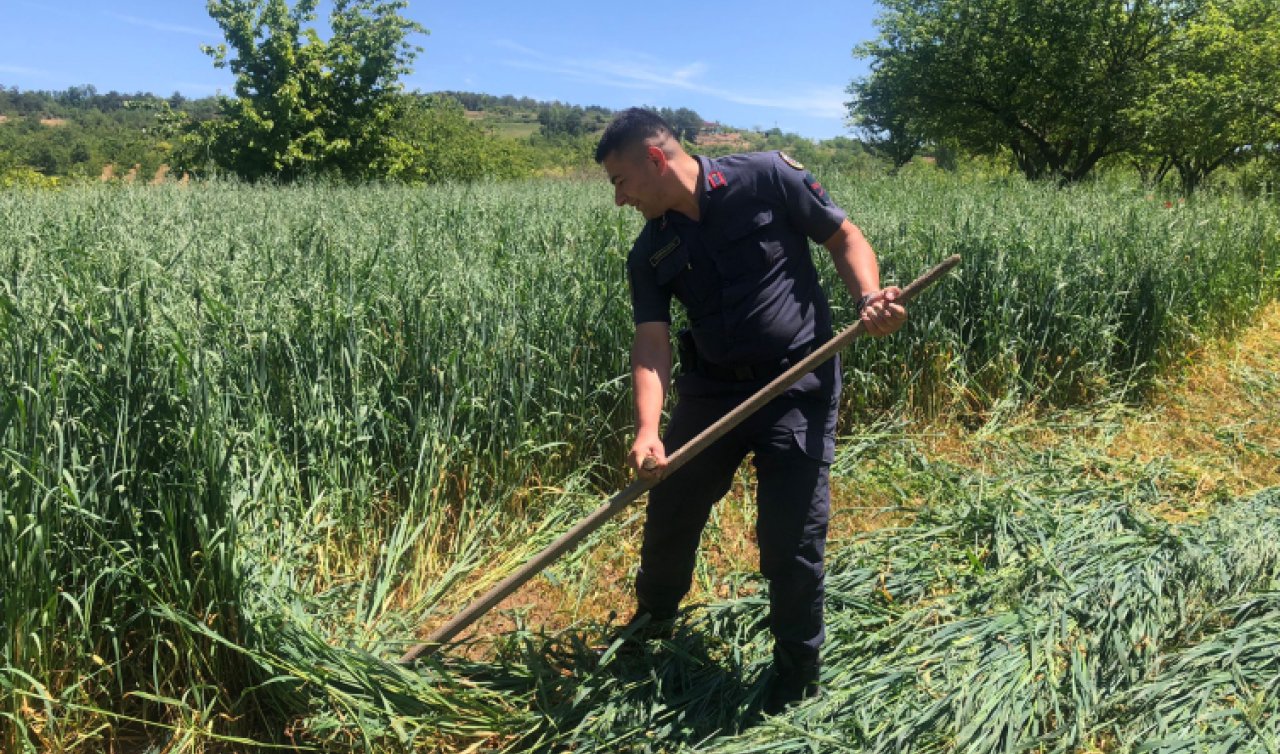 Çiftçinin yorgunluğunu gören jandarma tırpanla ot biçti