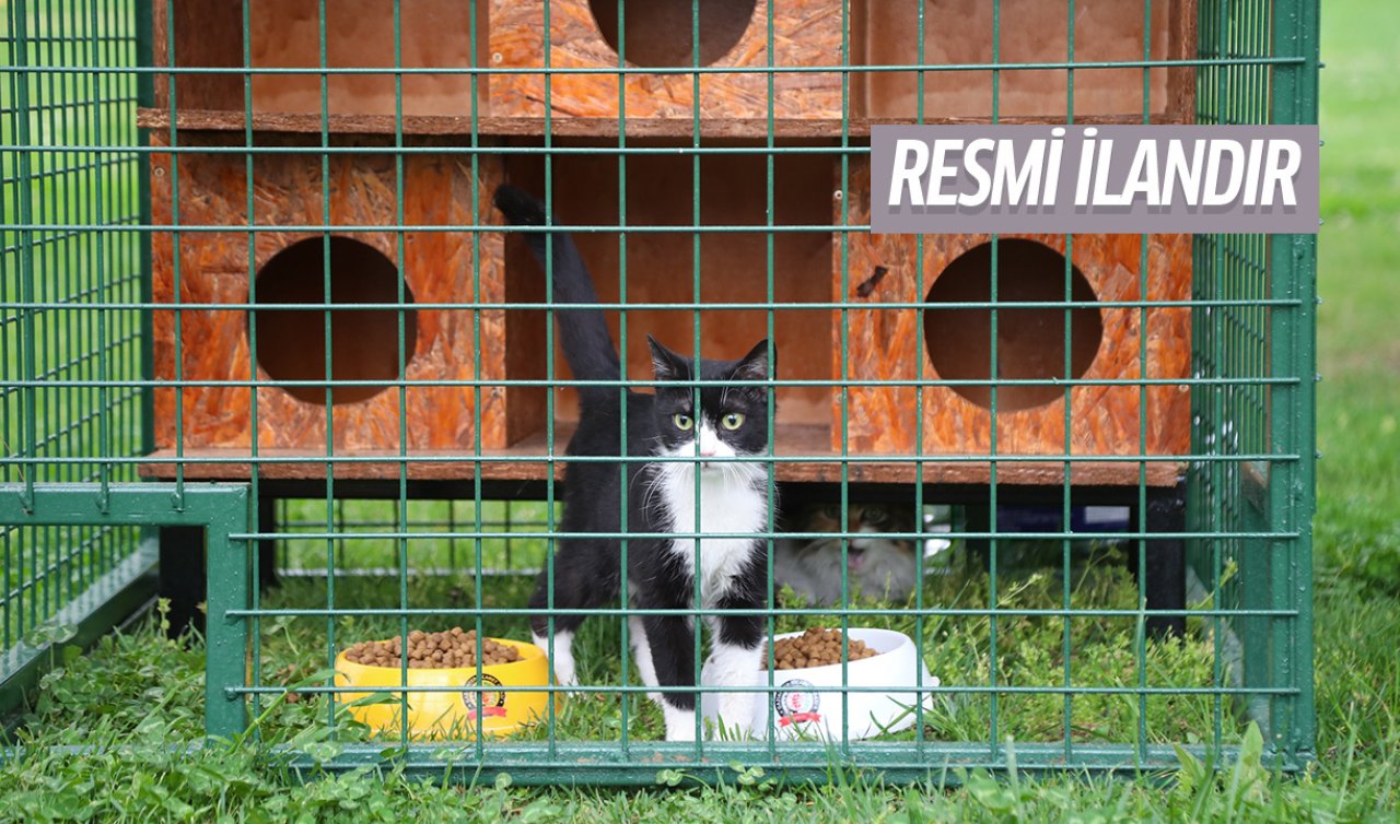 Selçuklu Belediyesi 10 ton kedi maması alacak