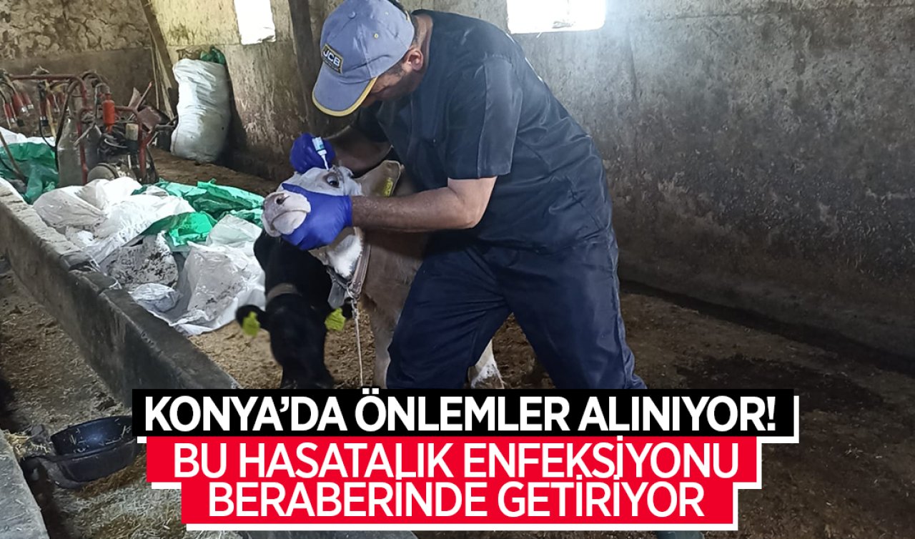Konya’da hayvanları tek tek tutup aşıladılar!  Bu hastalık enfeksiyonu beraberinde getiriyor 