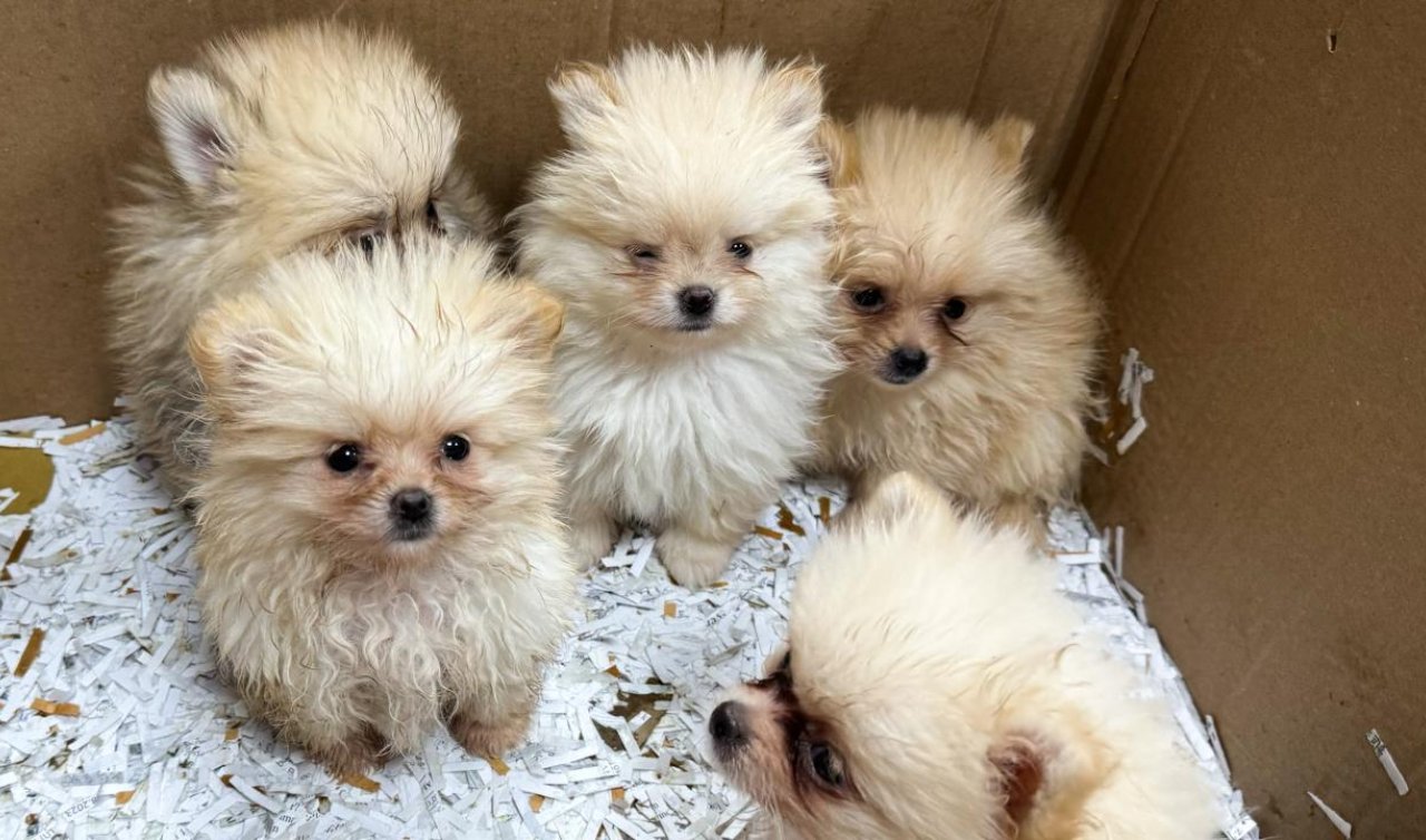 Bir otomobilde cins 5 köpek ele geçirildi