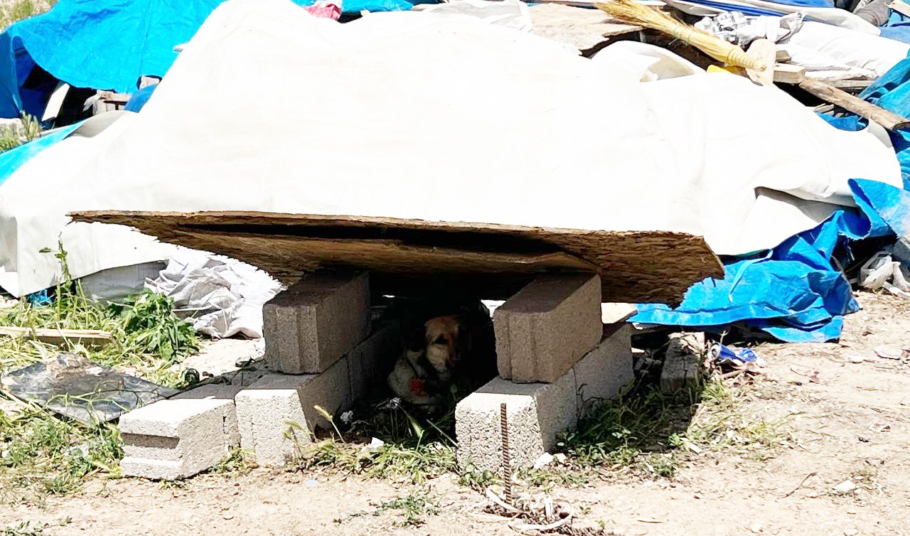 Lise öğrencisi okul dönüşü köpek saldırısında yaralandı