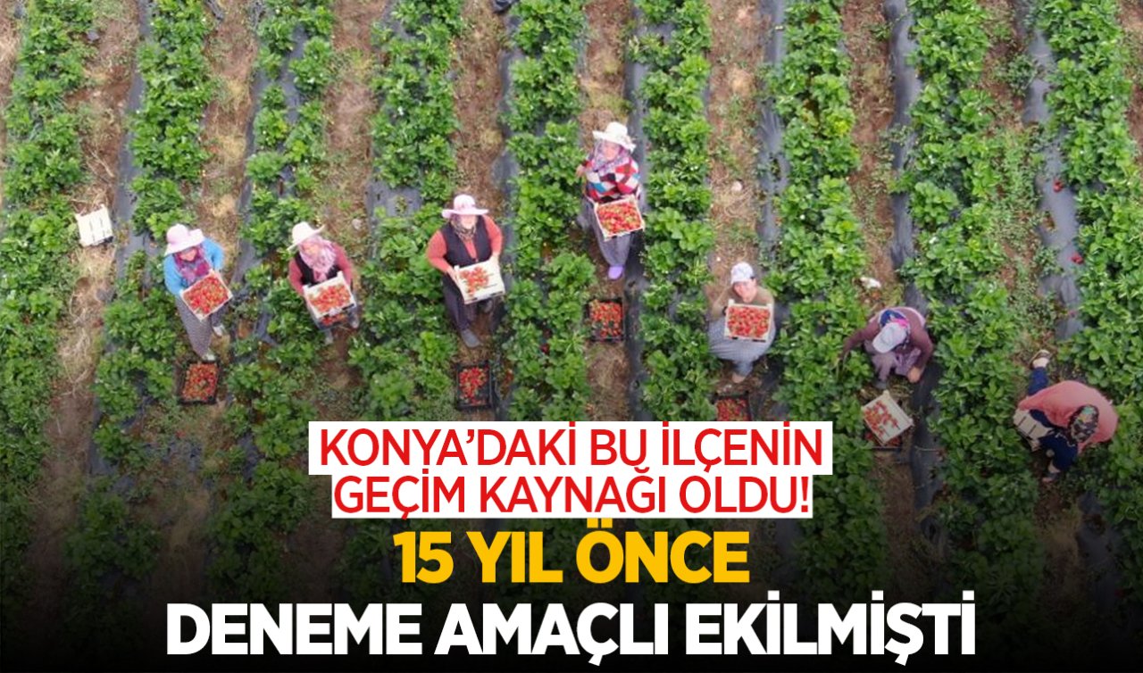 Konya’daki bu ilçenin geçim kaynağı oldu! 15 yıl önce sadece deneme amaçlı ekilmişti  