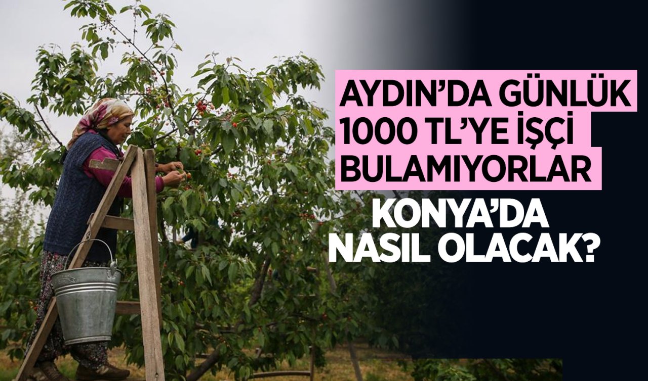 Aydın’da günlük 1000 TL’ye işçi bulamıyorlar! Konya’da nasıl olacak?