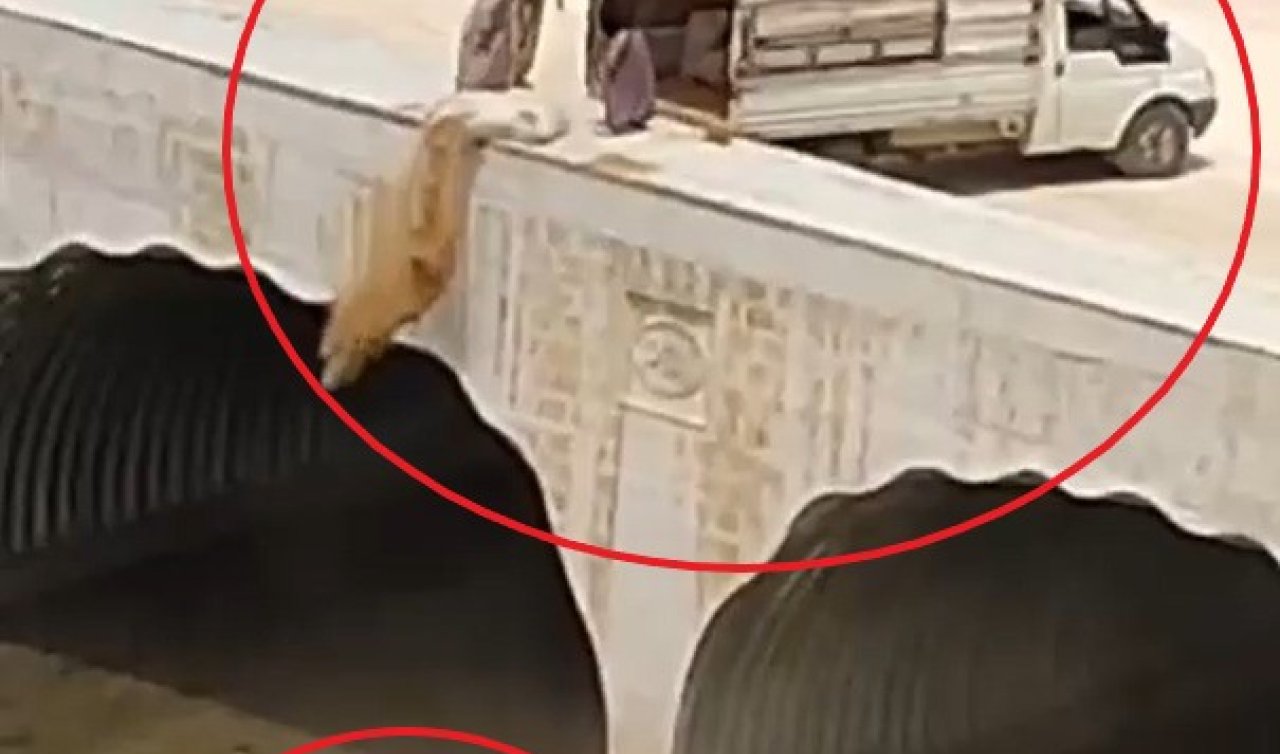Dereye hayvan pisliği bırakırken görüntülendi; gözaltına alındı