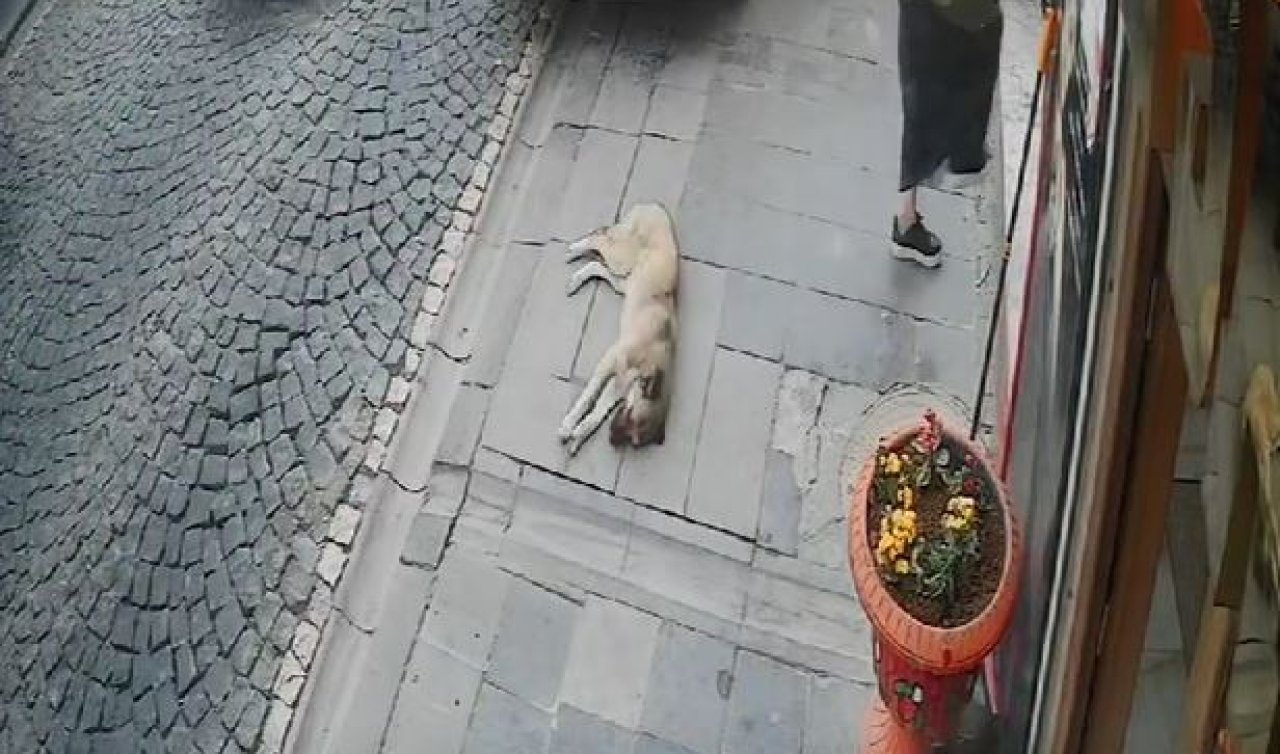 Kaldırımda uyuyan köpek taksinin altında kaldı!