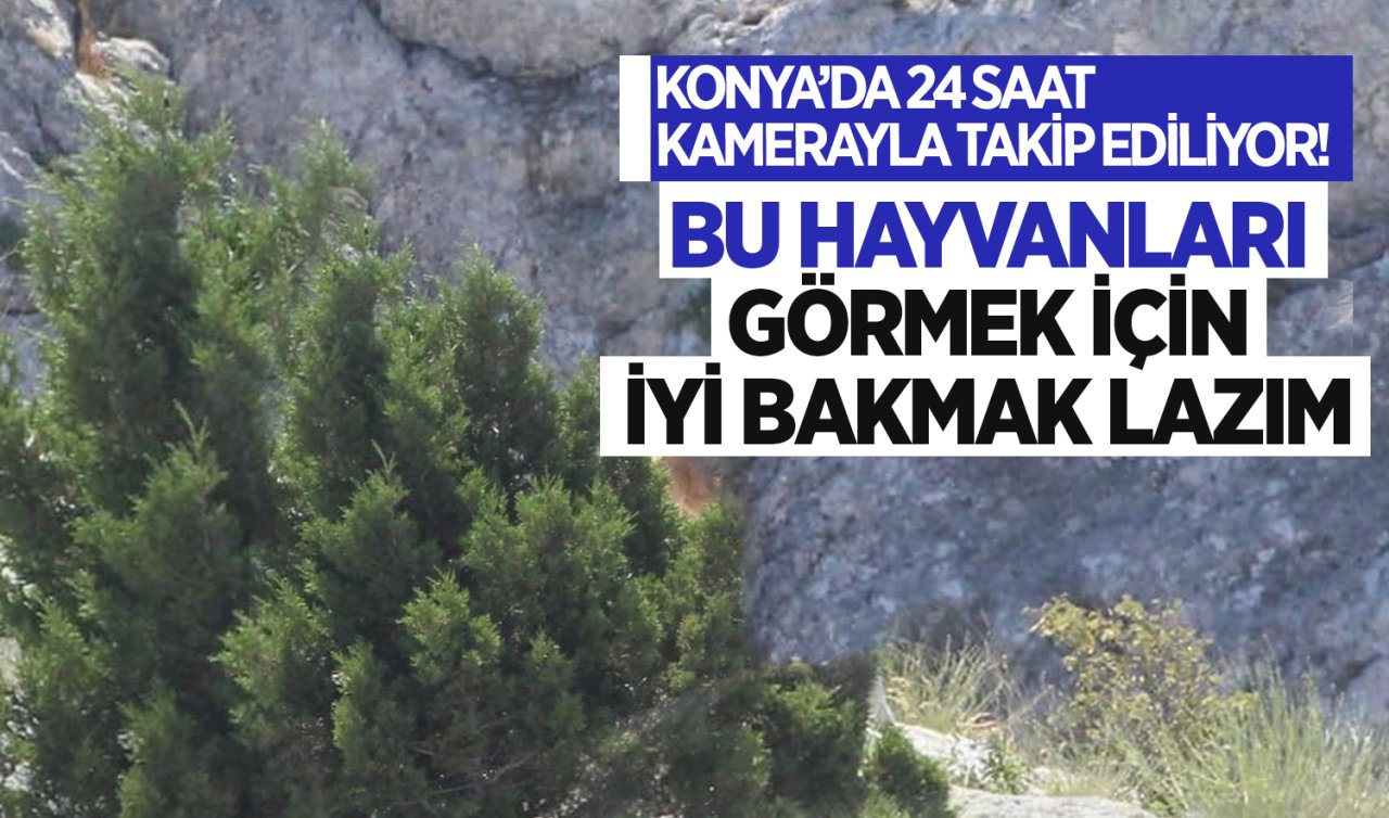 Konya’da 24 saat kamerayla takip ediliyor! Bu hayvanları görmek için iyi bakmak lazım