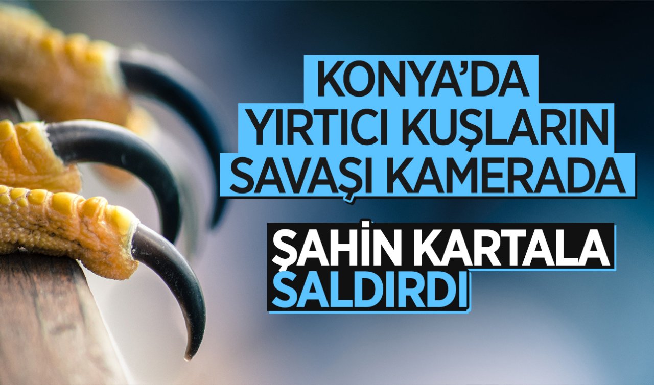 Konya’da yırtıcı kuşların savaşı kamerada! Şahin kartala saldırdı 