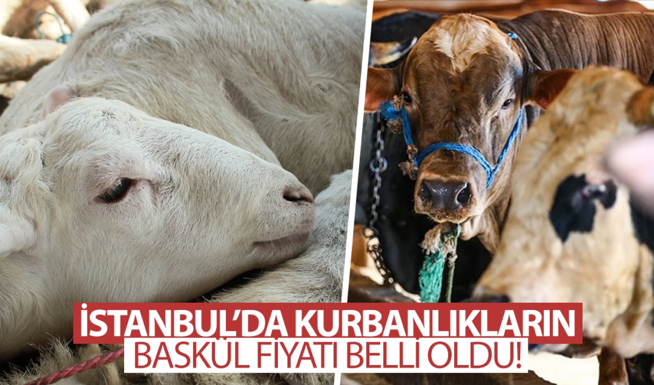 İstanbul’da küçükbaş ve büyükbaş kurbanlıkların canlı kilo fiyatı belli oldu! İşte baskül fiyatı