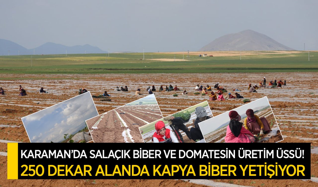 Karaman’da salçalık biber ve domatesin üretim üssü! 250 dekarlık alanda kapya biber yetişiyor