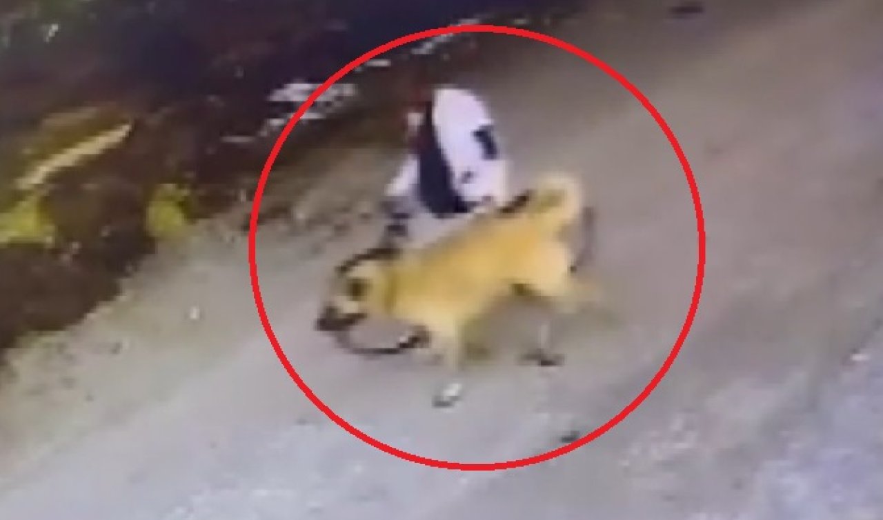  Bisikletle gelip Kangal köpeğini çaldı! 