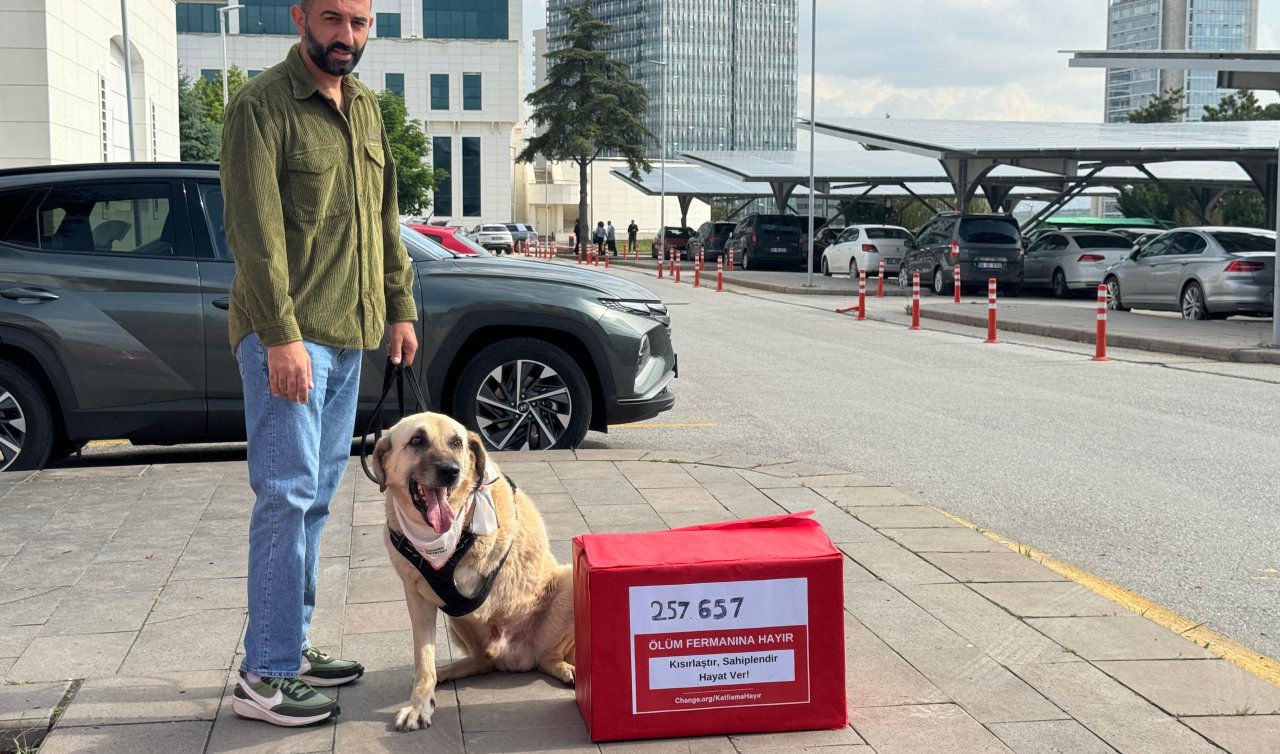 Hayvanseverlerden sokak köpekleri için bakanlığa 257 bin imza