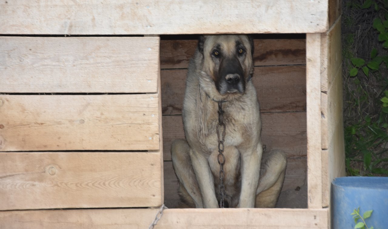  İklim değişikliği nedeniyle Kangal köpeği üretimi yüzde 50 düştü