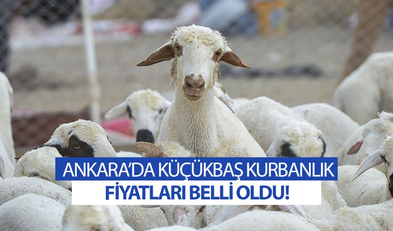 Ankara’da küçükbaş kurbanlıkların canlı ağırlık satış fiyatları belli oldu! İşte baskül fiyatları