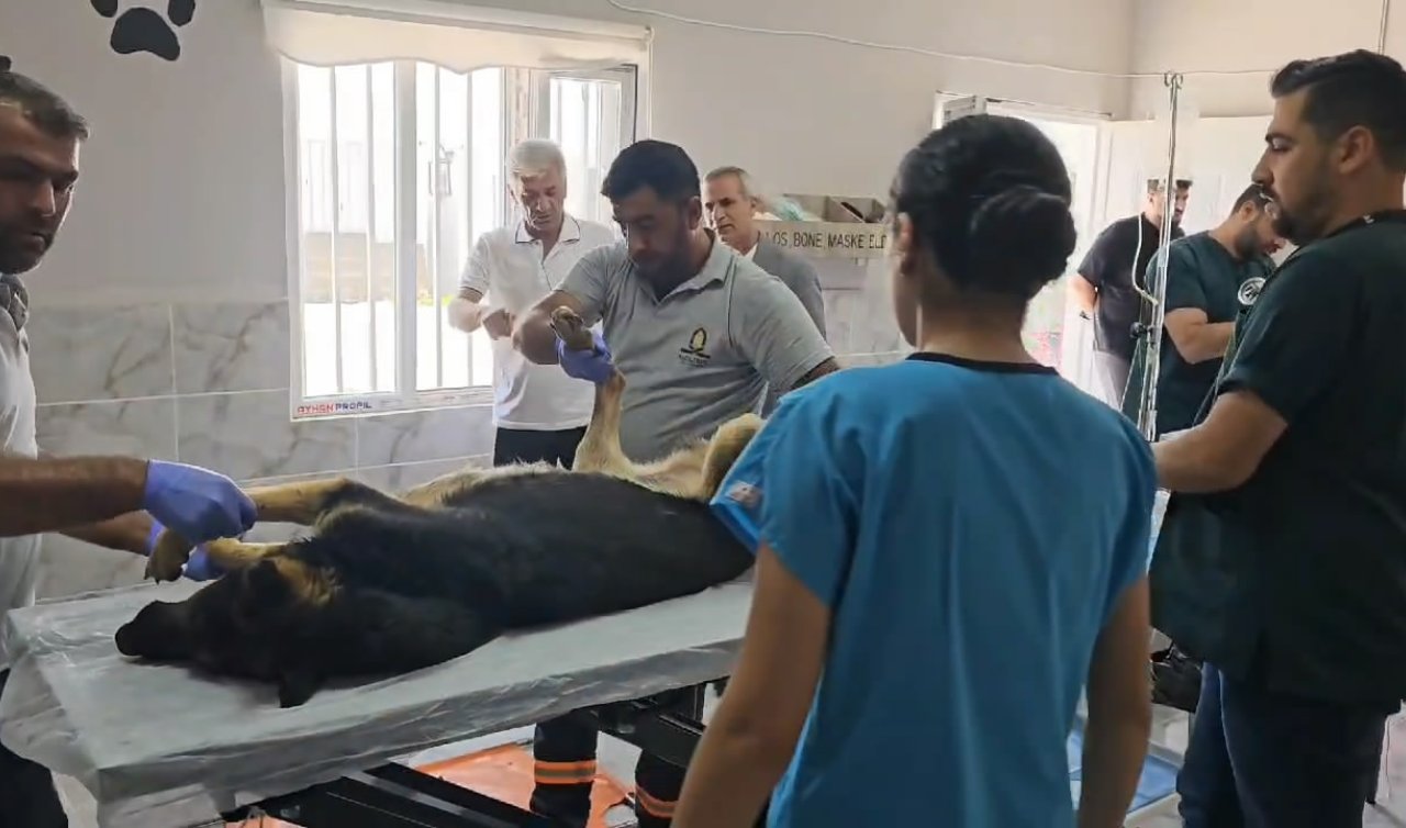 Biçerdöverin altında kalan 3 ayağı kopan köpek öldü
