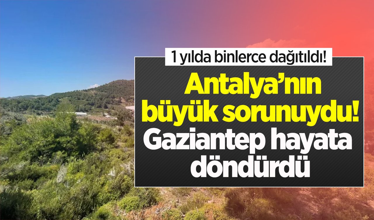 Antalya’nın büyük sorunuydu! Gaziantep hayata döndürdü: 1 yılda binlerce dağıtıldı! 
