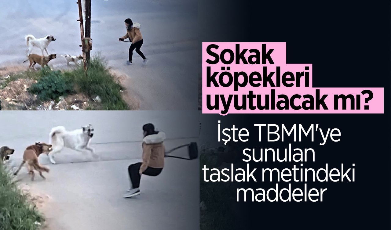 Sokak köpekleri uyutulacak mı? İşte TBMM’ye sunulan taslak metindeki maddeler