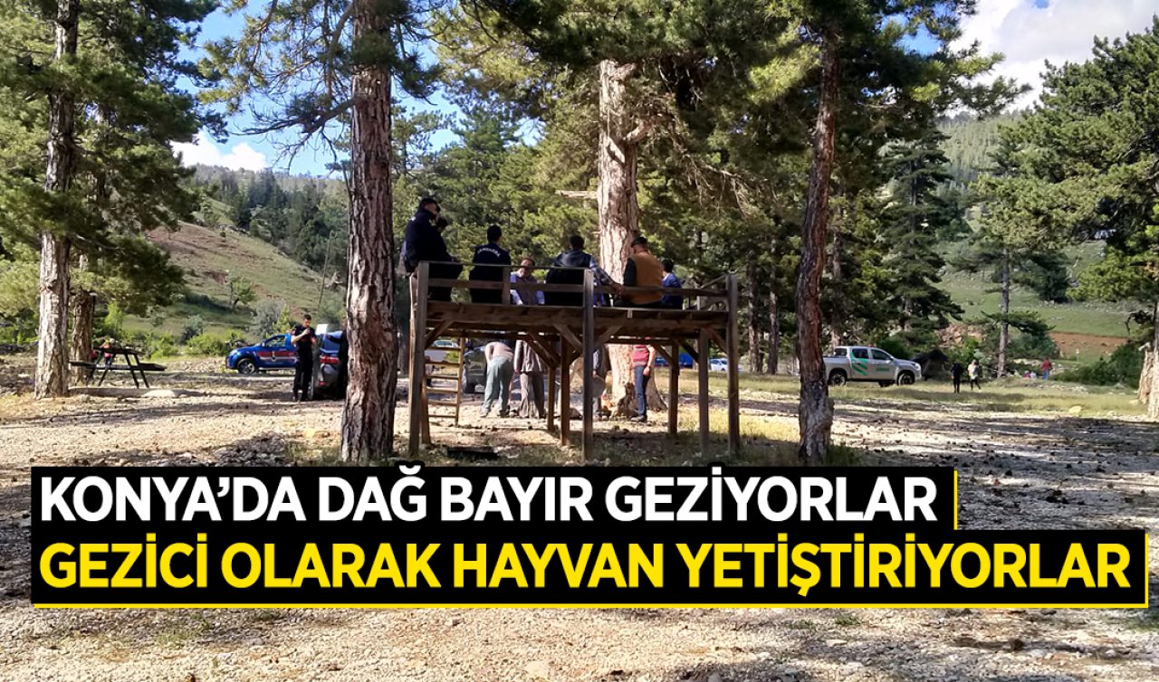 Konya’da dağ bayır geziyorlar! Gezici olarak hayvan yetiştiriyorlar