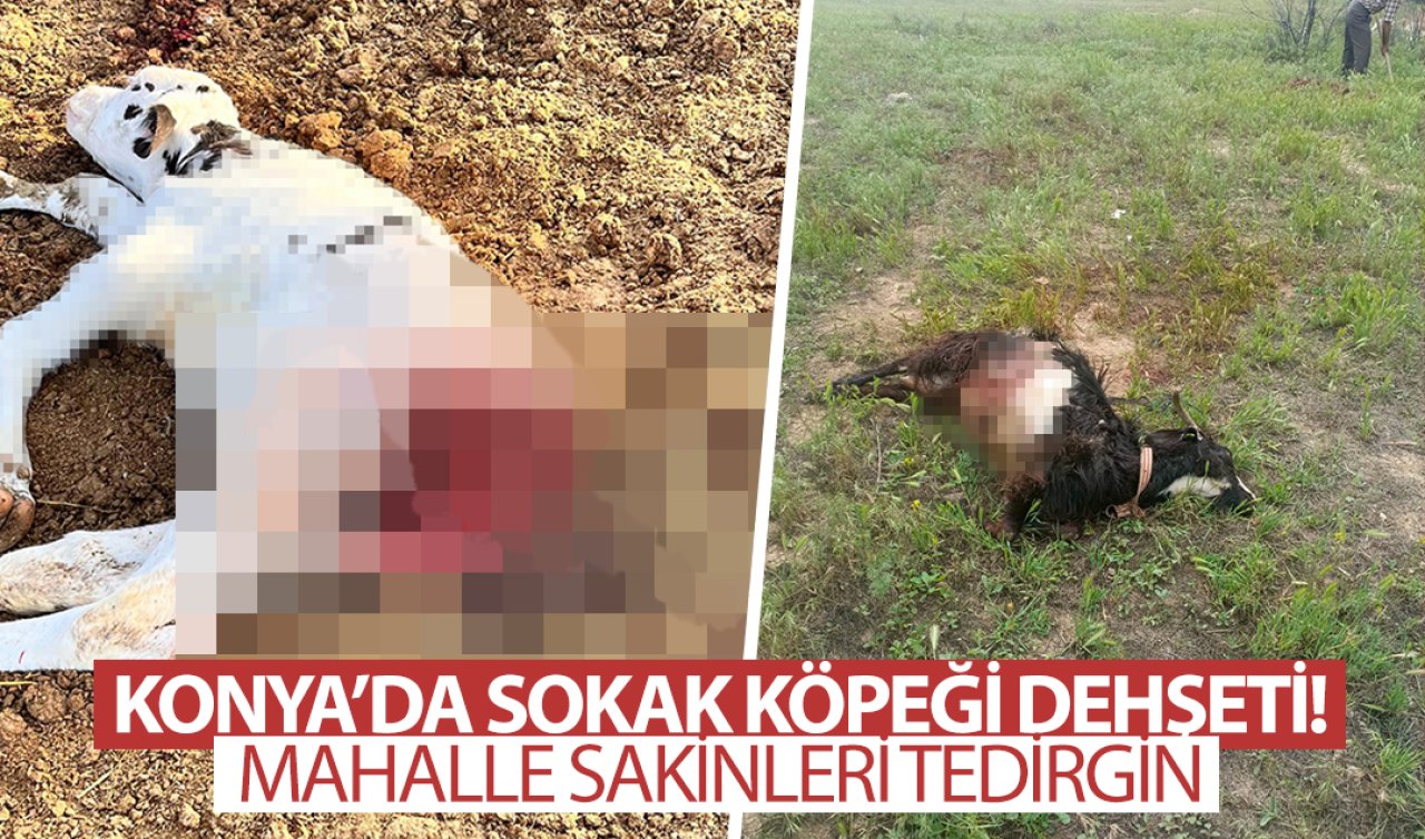 Konya’da sokak köpeği dehşeti! Mahalle sakinleri tedirgin