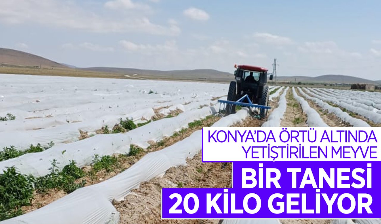 Konya’da örtü altında yetiştirilen meyve! Bir tanesi 20 kilo geliyor