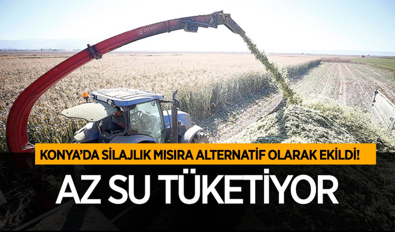  Konya’da silajlık mısıra alternatif olarak ekildi! Az su tüketiyor: Yüzde 75 hibeli destekle tohumu dağıtılıyor