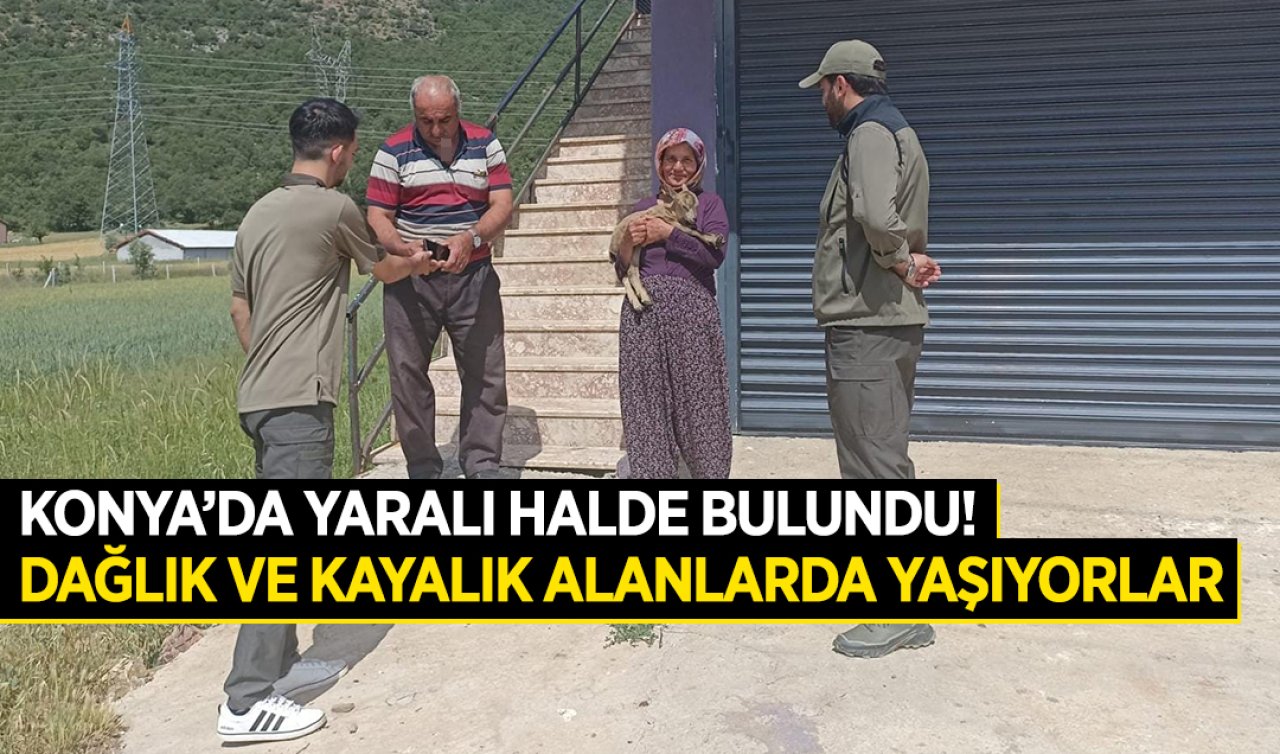 Konya’da yaralı halde bulundu! Dağlık ve kayalık alanlarda yaşıyorlar
