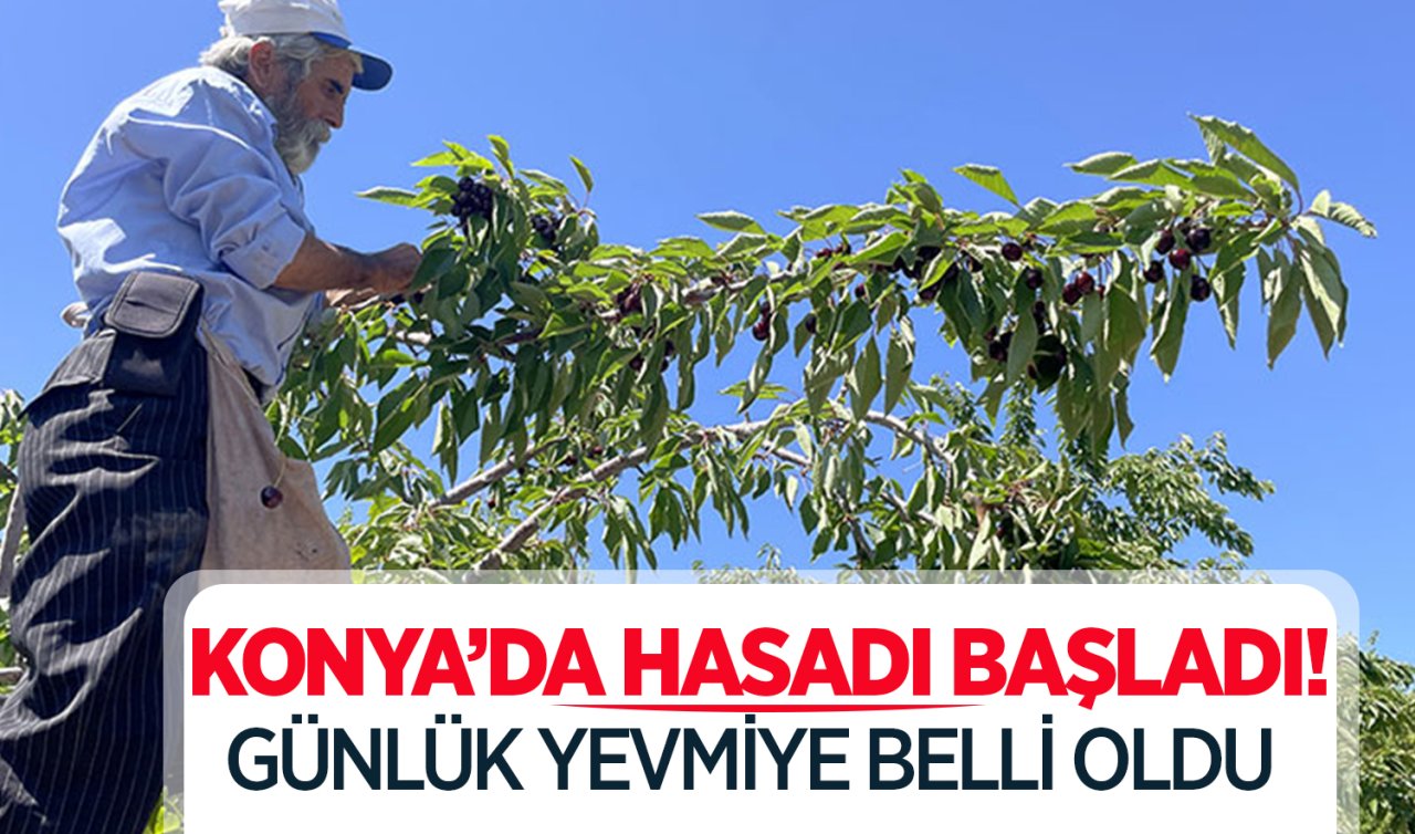 Konya’da ağaçların tepesine çıkıp toplamaya başladılar! Günlük yevmiyeleri belli oldu