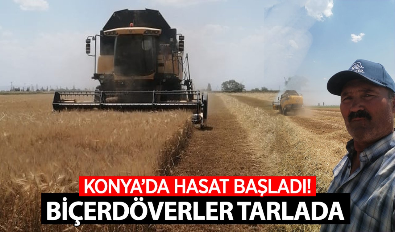 Konya’da hasat başladı! Biçerdöverler tarlada