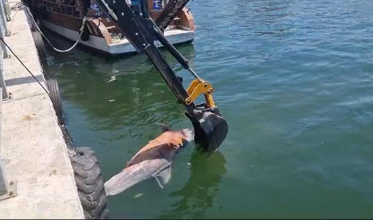 3 metre uzunluğunda ölü yunus bulundu