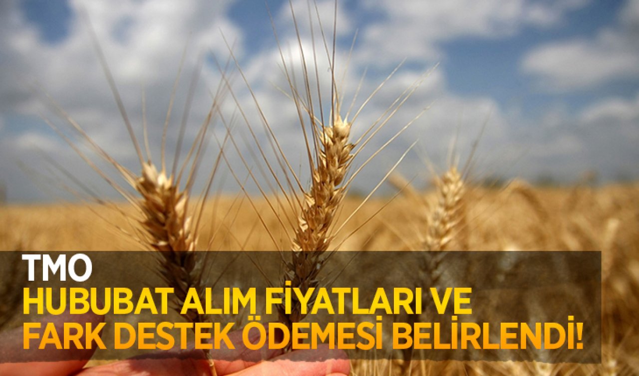 TMO’nun hububat alım fiyatları ve fark ödemesi desteği belirlendi!