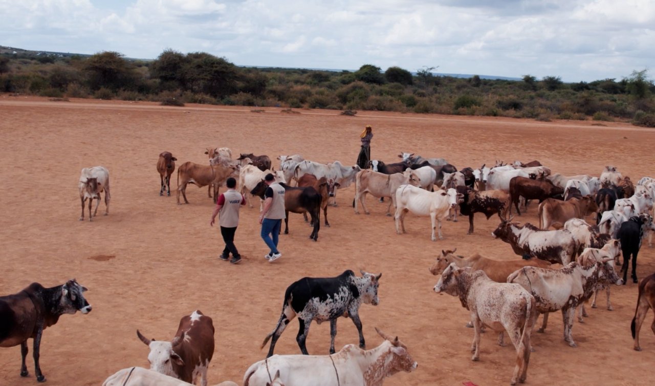 Vekaletle Afrika’ya Kurban Bağışlamak! Sadece hatırlanmayı bekliyorlar
