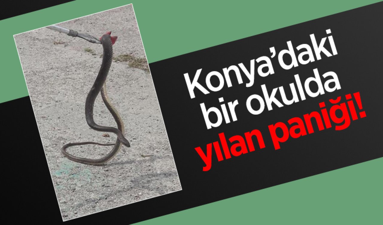 Konya’daki bir okulda yılan paniği! 