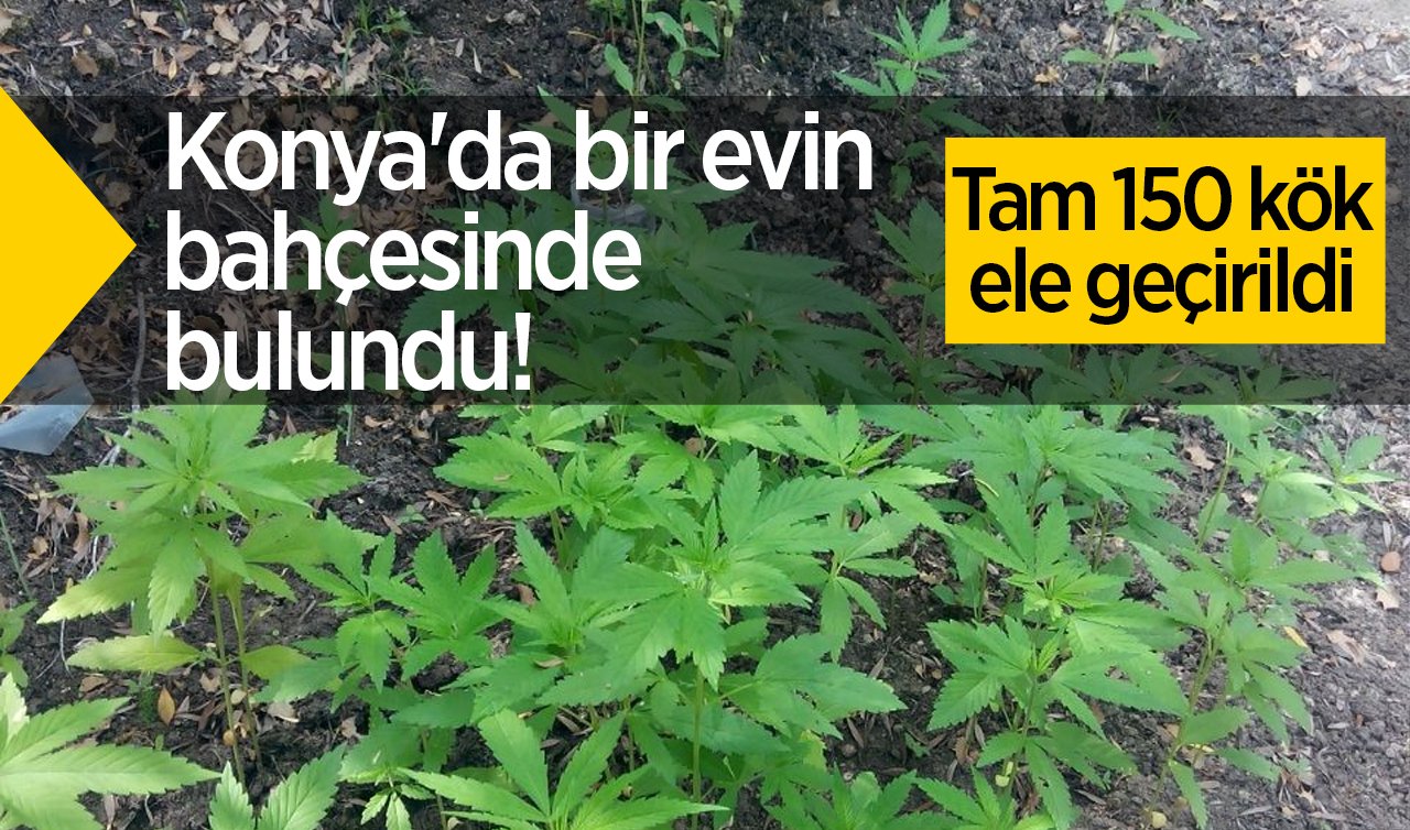 Konya’da bir evin bahçesinde bulundu! Tam 150 kök ele geçirildi