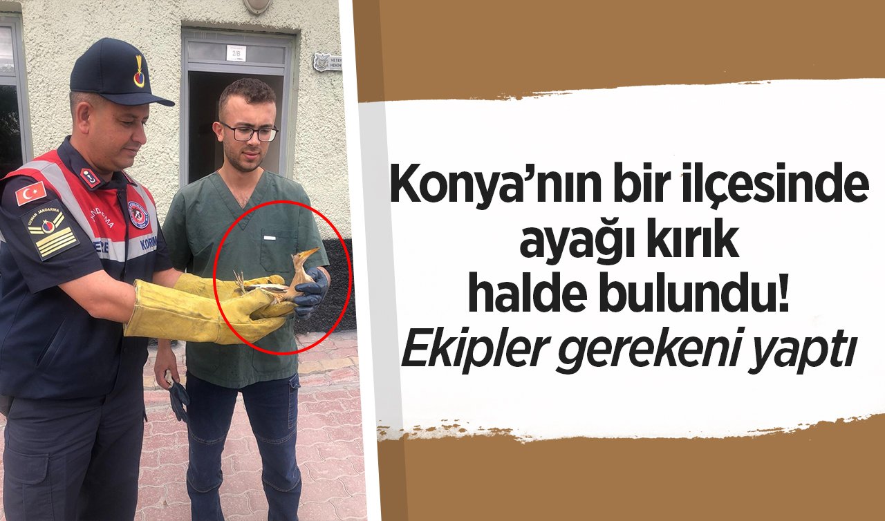 Konya’nın bir ilçesinde ayağı kırık halde bulundu! Ekipler gerekeni yaptı 