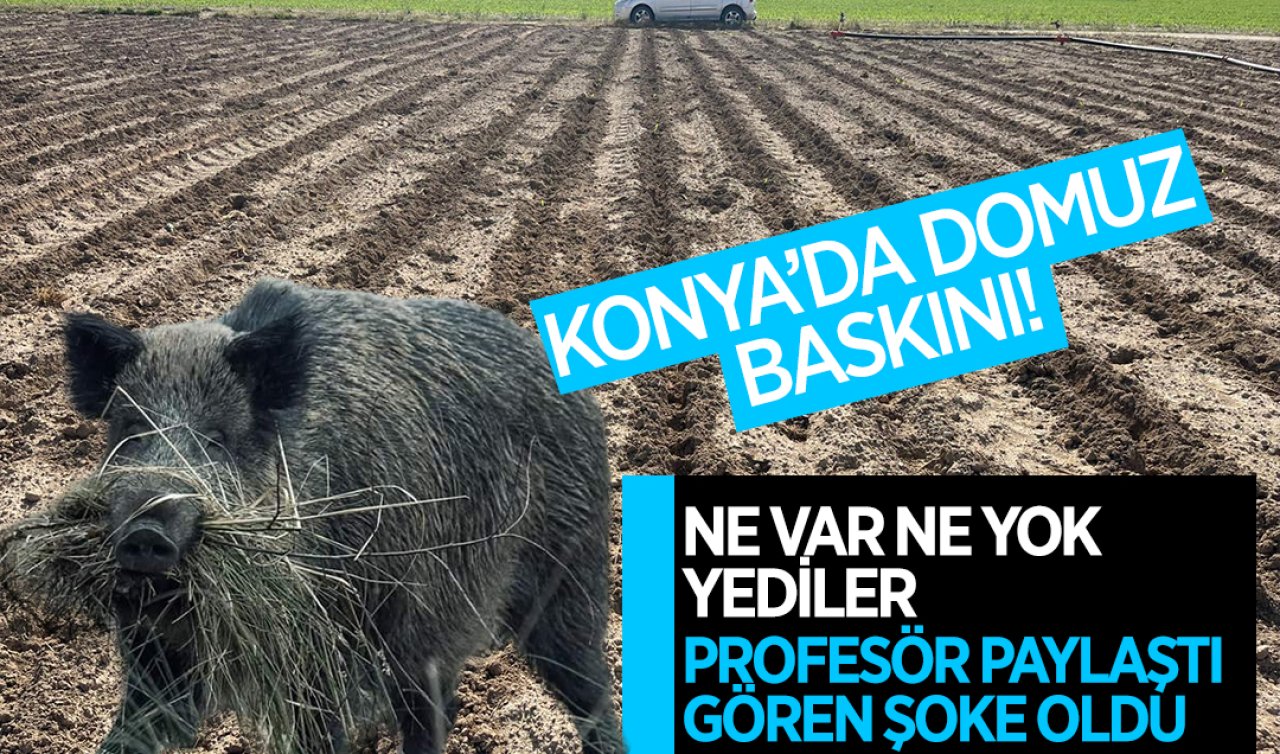 Konya’da domuz baskını! Ne var ne yok yediler! Gören şoke oldu