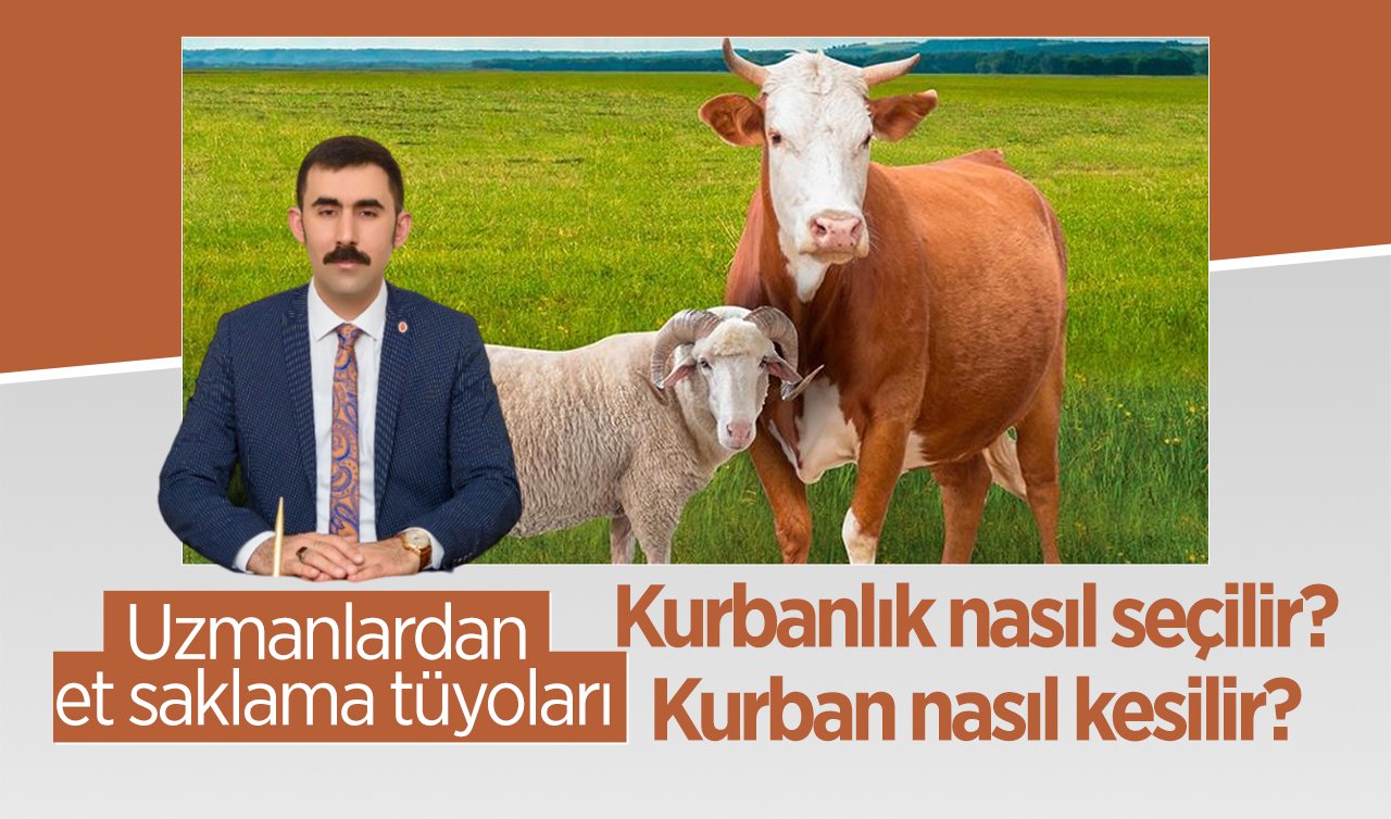 Kurbanlık nasıl seçilir? Kurban nasıl kesilir? Uzmanlardan et saklama tüyoları 