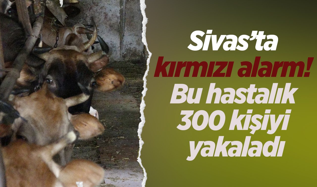 Sivas’ta kırmızı alarm! Bu hastalık 300 kişiyi yakaladı: Kurban alımlarına dikkat uyarısı geldi! 