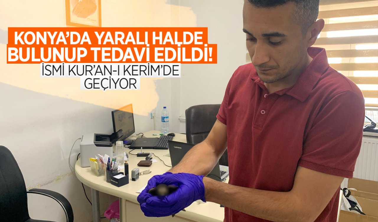 Konya’da yaralı halde bulunup tedavi edildi! İsmi Kur’an’da geçiyor!