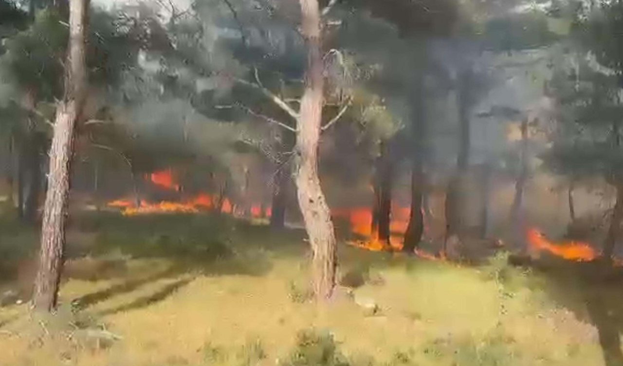 Orman yangınında 5 hektar alan zarar gördü