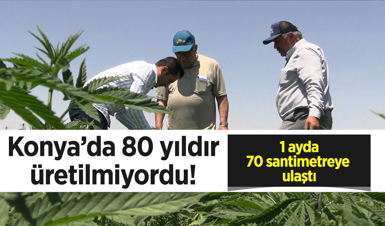  Konya’da 80 yıldır üretilmiyordu! 1 ayda 70 santimetreye ulaştı